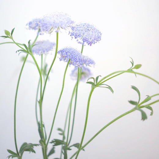 【周四团购】翠珠一把/39.8元 2人拼团 商品图2