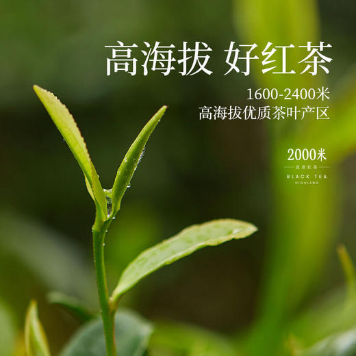2000米高原红茶老树红茶100g/袋礼盒装|醇厚香甜 产自40-80树龄老茶树