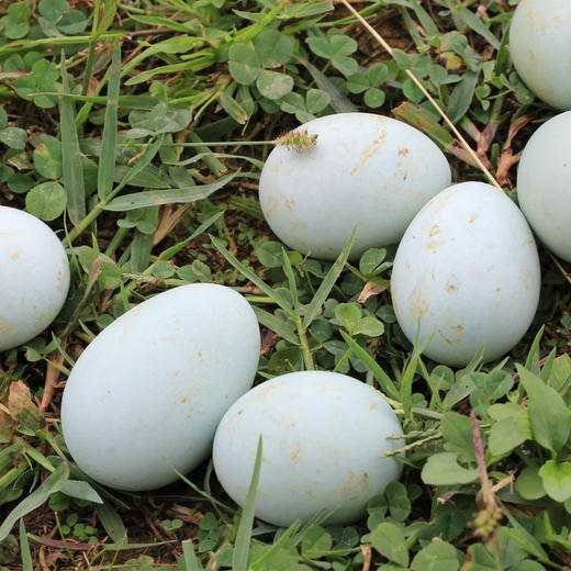 【大别山绿壳蛋】早餐绿壳作伴,全天无畏挑战