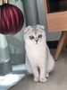 比男朋友听话的猫主子——一叫就到 商品缩略图0