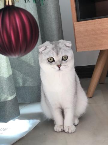 比男朋友听话的猫主子——一叫就到 商品图0