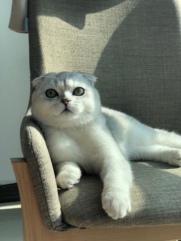 知道什么是眼前一亮吗？——猫主子 商品图0