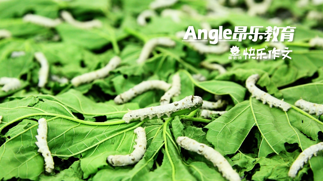 蚕宝宝成长日记