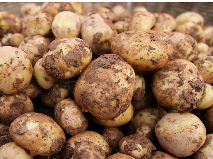 暂售罄爱心消费助农供冠恩施马尔科硒土豆5斤