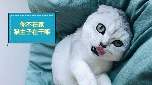 你不在家 猫主子在干嘛 商品图0