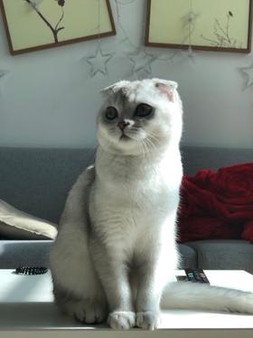 每天在门口等你的是谁——猫主子