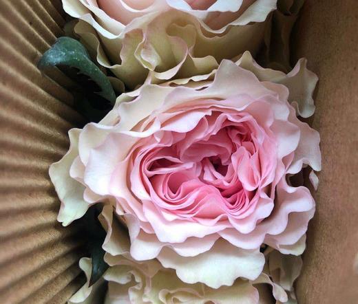 【秒杀福利】洛神 20支/扎 商品图1