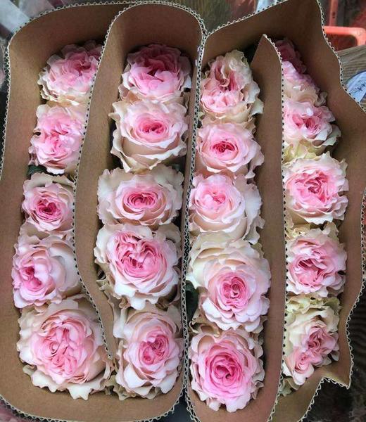 【秒杀福利】洛神 20支/扎 商品图5