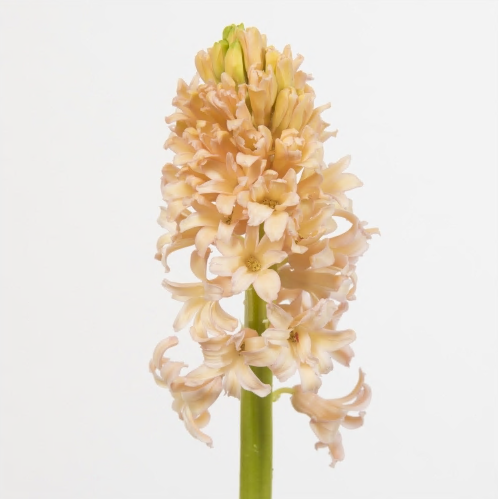 荷兰风信子橙色狮子王 hyac.orange lion