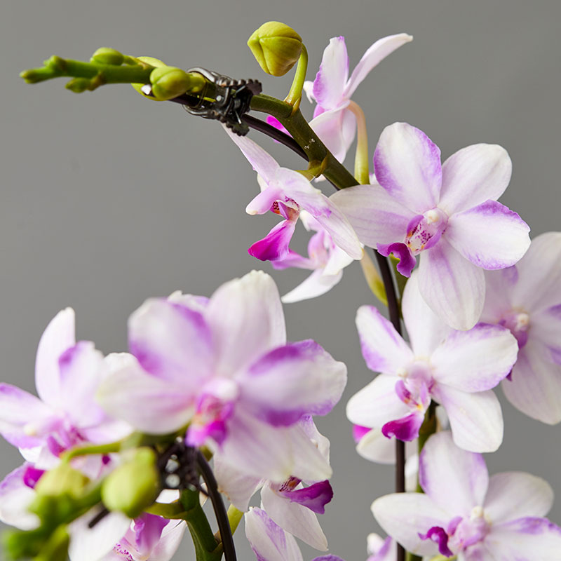 谷雨迎夏·水晶蝴蝶兰【no.218】