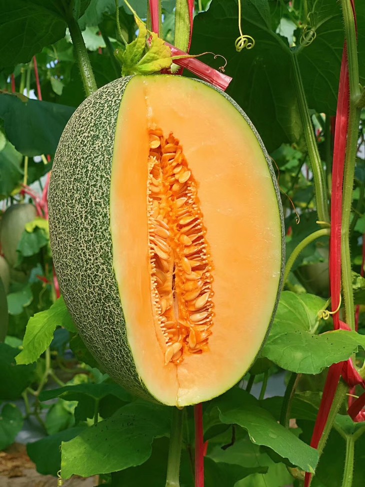 a级沙漠蜜瓜【4斤】