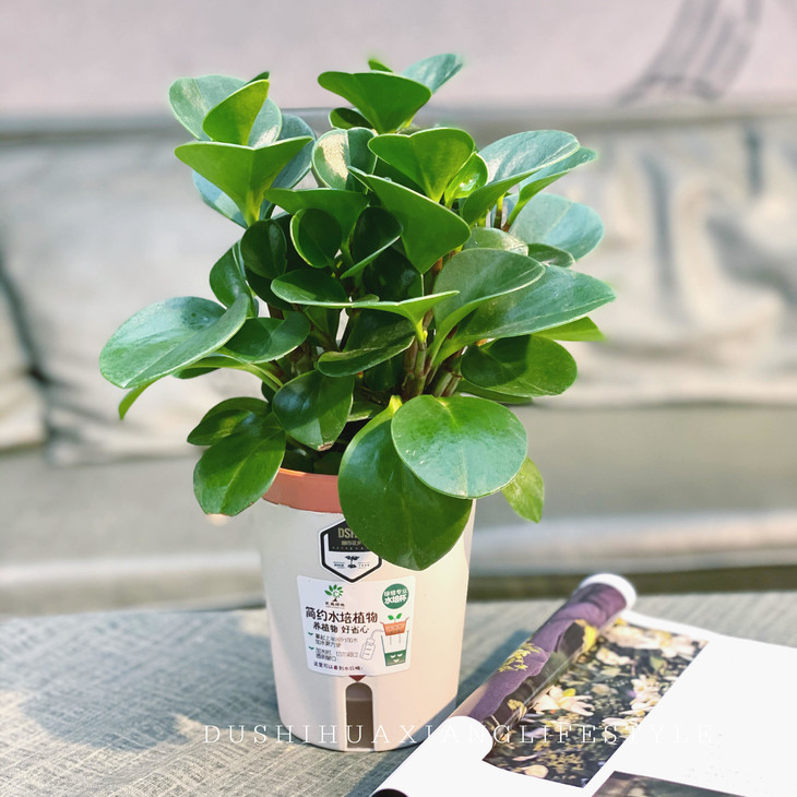 水培植物碧玉-电脑宝贝