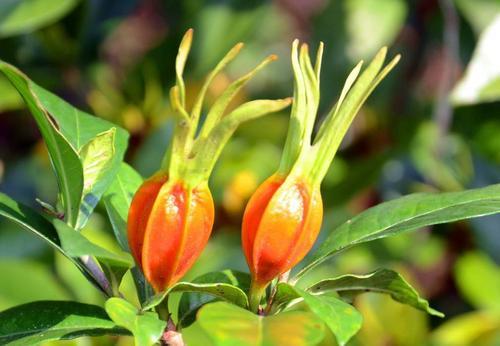 班长课堂019  |  胆绞痛的应急处理医案 商品图0