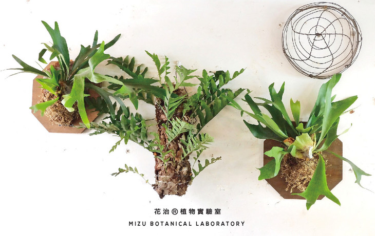 槲蕨盆栽,槲蕨盆景,盆栽_大山谷图库