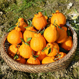 柠檬不知火单品