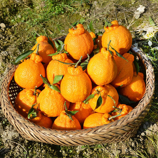 柠檬不知火单品 商品图0