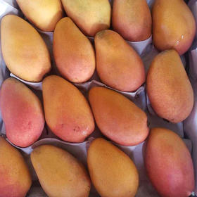 24团购 小彩芒果 1kg左右/份