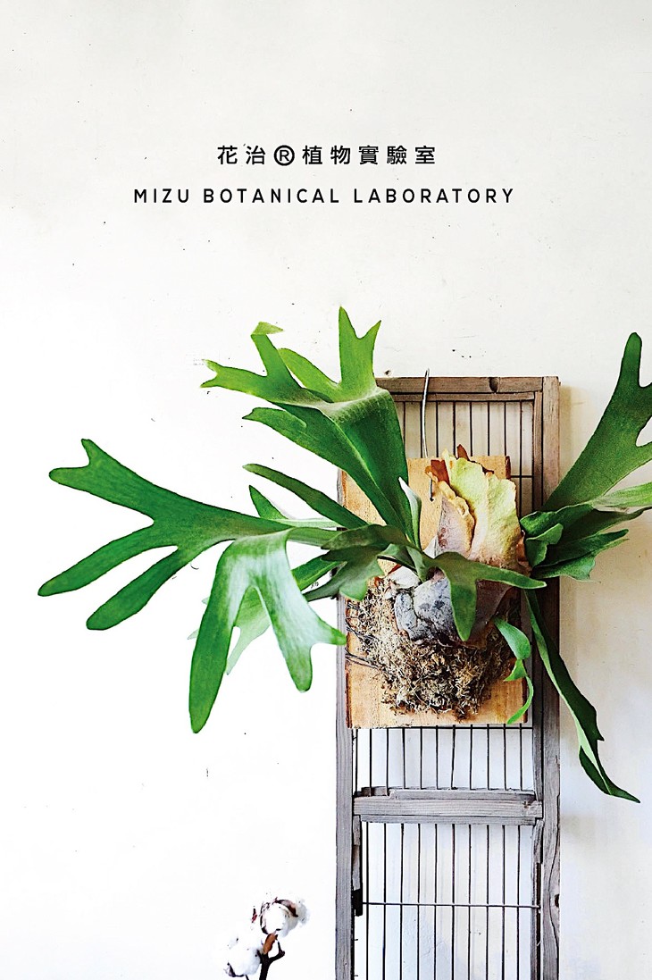 二歧鹿角蕨 / platycerium bifurcatum