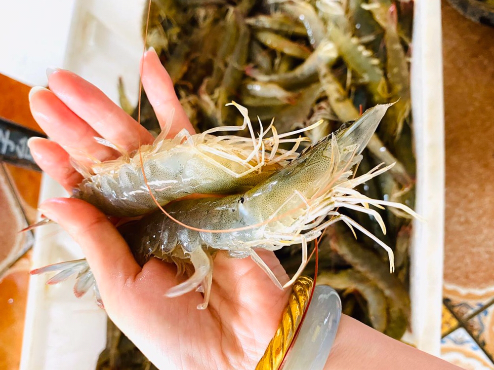 【海鲜任意3斤起购】东山海鲜野生活鲜机敏虾|东山岛无污染海域捕捞