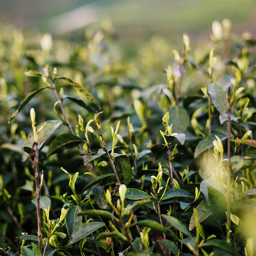 黔南 瓮安【瓮安欧标白茶】多规格 省内包邮 2020年新茶