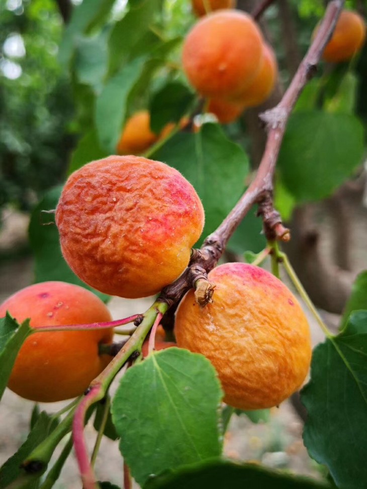 树上干杏(杏干)杏香味浓,原味吊干.此杏风味独特,暗含"幸福"味道