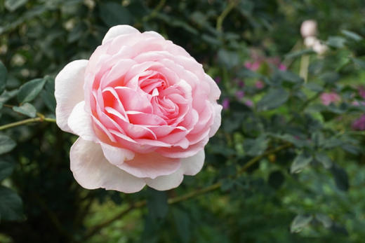 葡萄酒最“原本”的味道——一类香气 商品图0