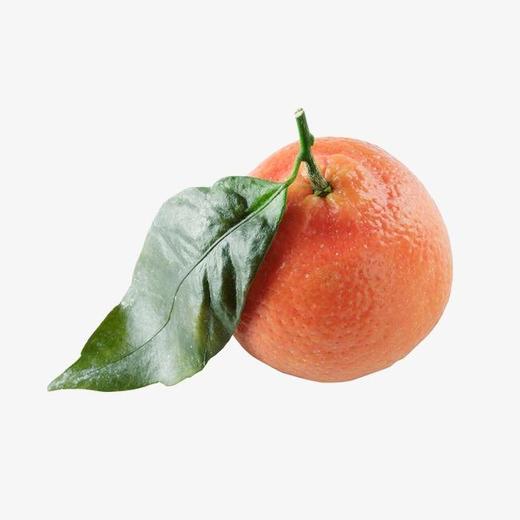 塞维利亚橙 商品图0