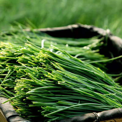 民勤沙葱 色泽深绿 质地脆嫩 口感佳 凉拌沙葱 沙葱饺子 沙葱炒蛋 浆水面伴侣