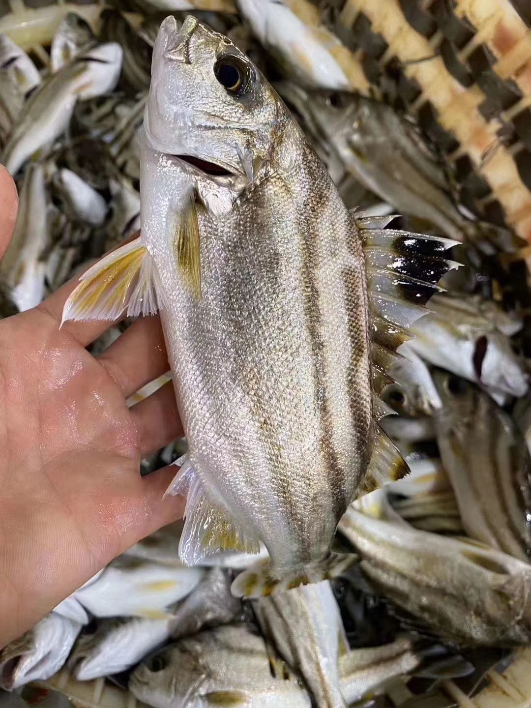 野生三线鱼也叫斑猪鱼是潮汕地区著名的好鱼营养价值高当天现捕现发杀