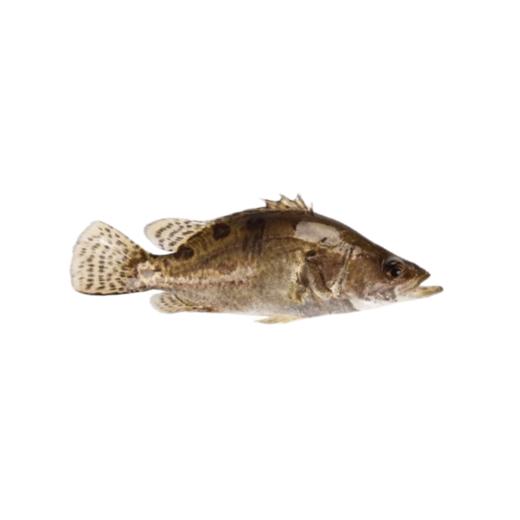 活杀桂鱼(450g±50g) /1条