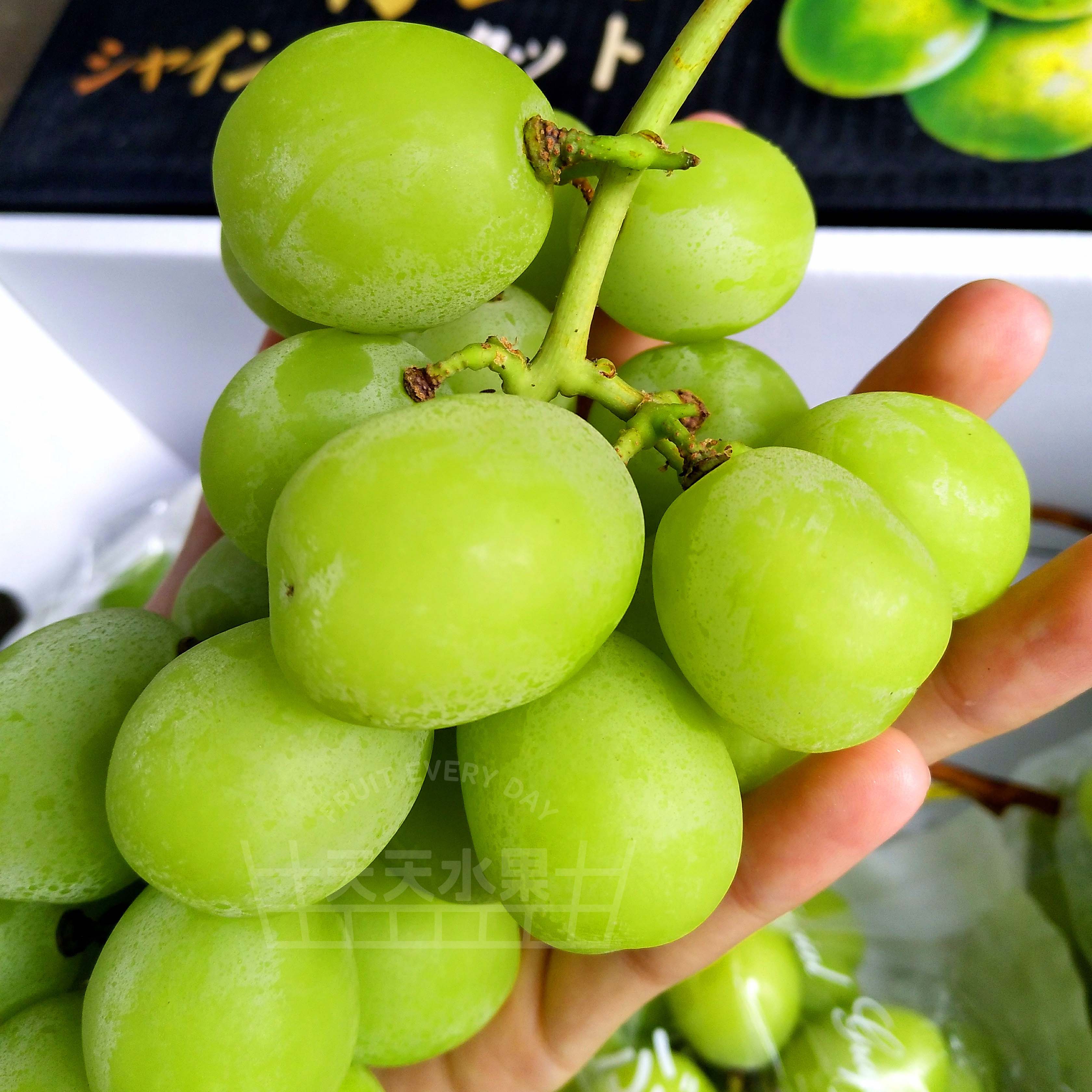 日本香印青提(精品果) 阳光玫瑰葡萄