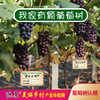 源东-葡萄树认领 商品缩略图0