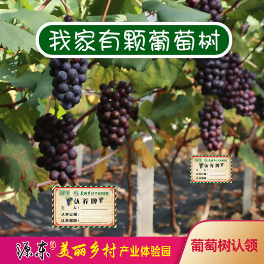 源东-葡萄树认领 商品图0