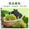 源东-葡萄树认领 商品缩略图3