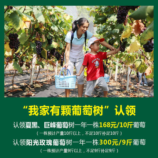 源东-葡萄树认领 商品图2