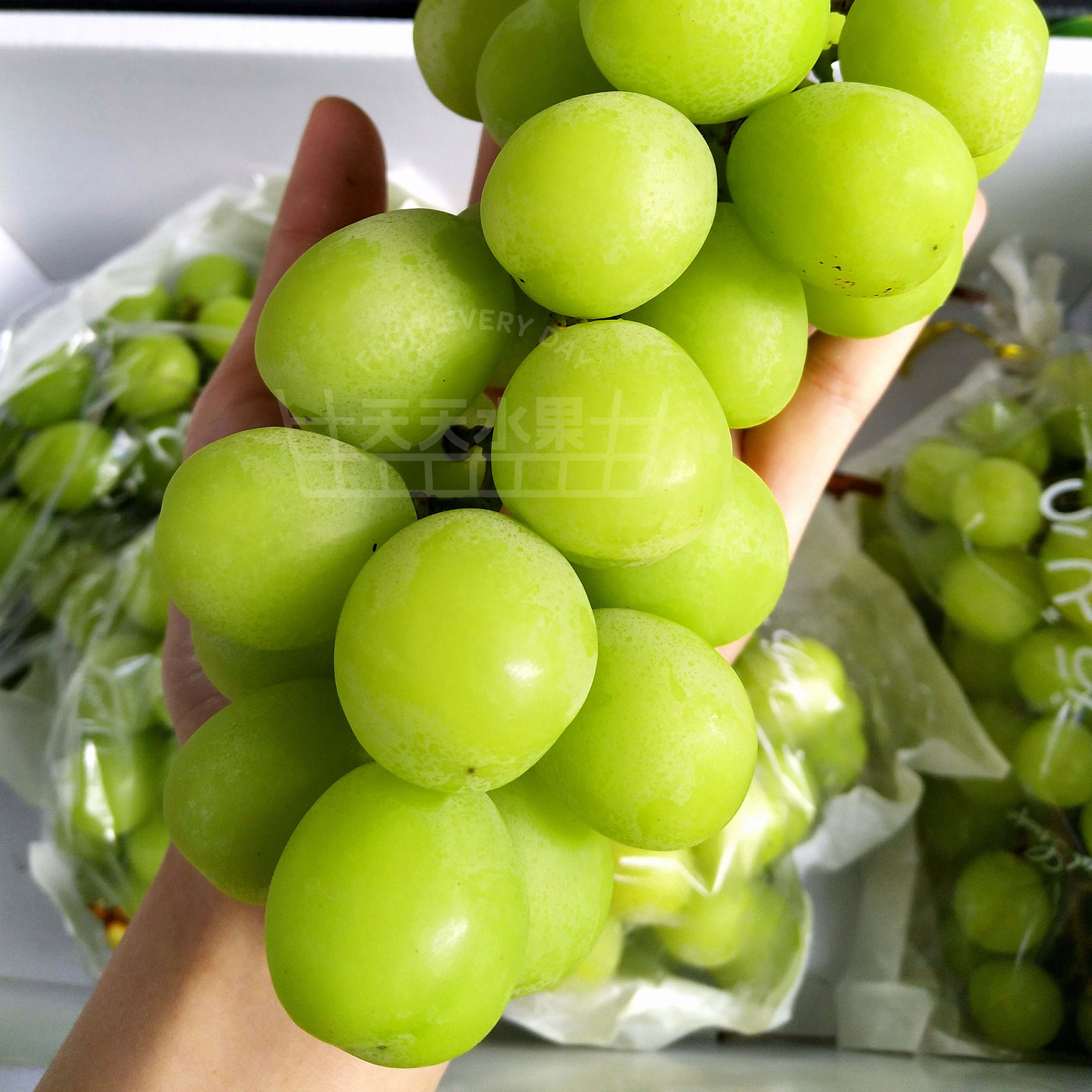 日本香印青提(精品果) 阳光玫瑰葡萄