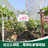 源东-葡萄树认领 商品缩略图1