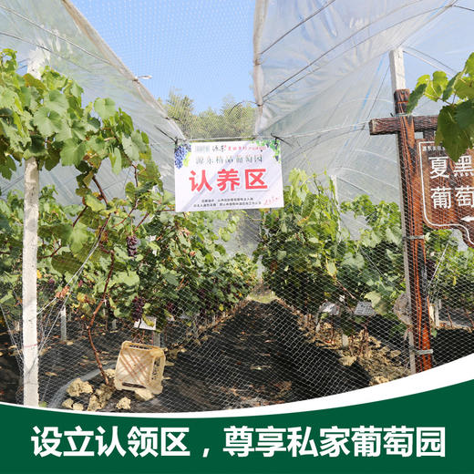 源东-葡萄树认领 商品图1