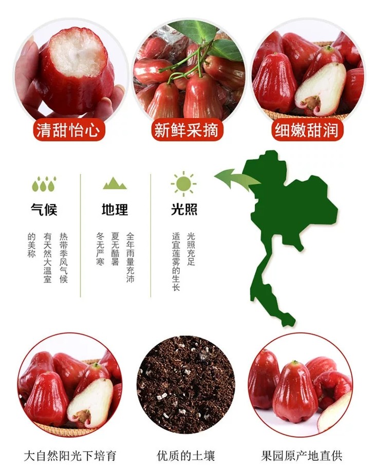 【产地直发】陌本莲雾 海南黑金刚莲雾非黑珍珠 新鲜孕妇水果