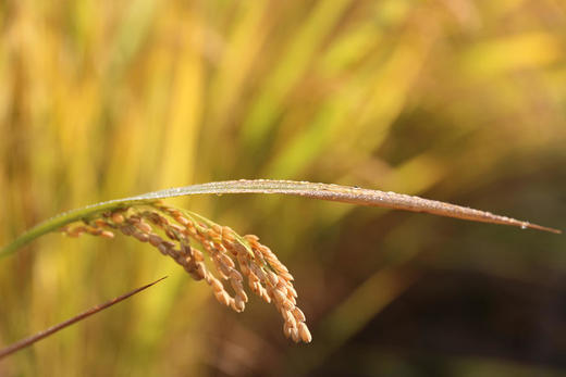 新年魔力组合，拼单满减 商品图2