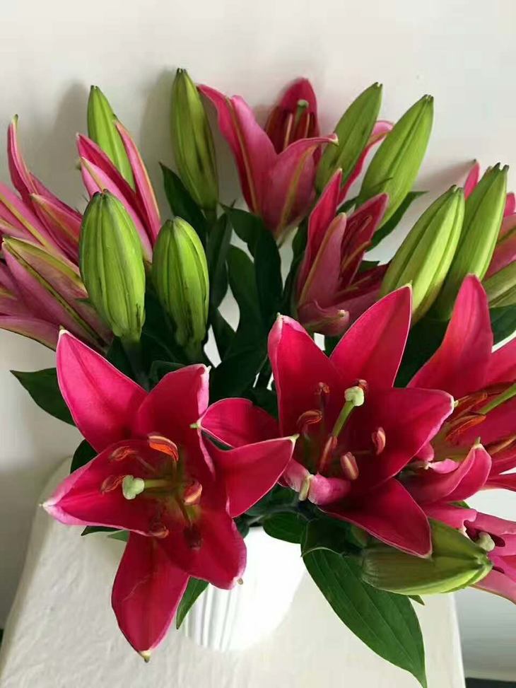 【读本鲜花】一头西诺红b级38元10支