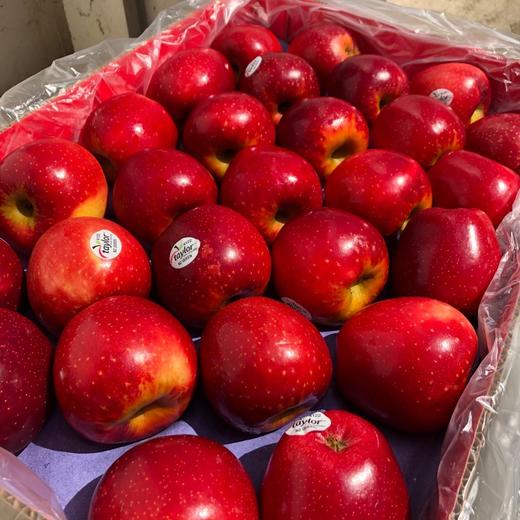 特级新西兰泰勒红玫瑰火箭筒苹果4个条