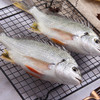 物本源海钓野生黄翅鱼(月子鱼）500g 商品缩略图1