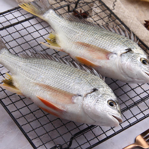 物本源海钓野生黄翅鱼(月子鱼）500g 商品图1