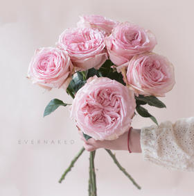 「单品花材」荔枝玫瑰粉色