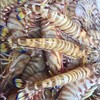 深海船冻斑节虾350克 商品缩略图2