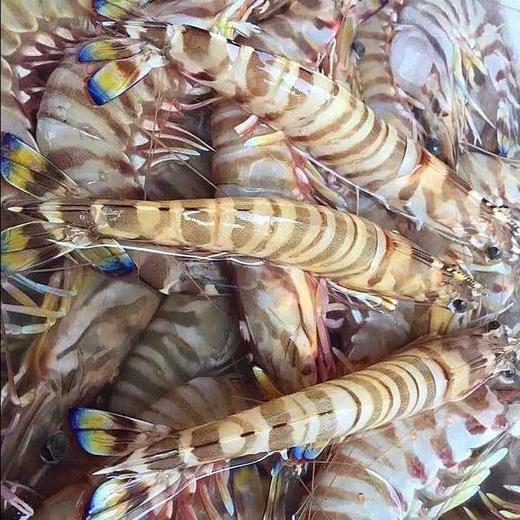 深海船冻斑节虾350克 商品图2