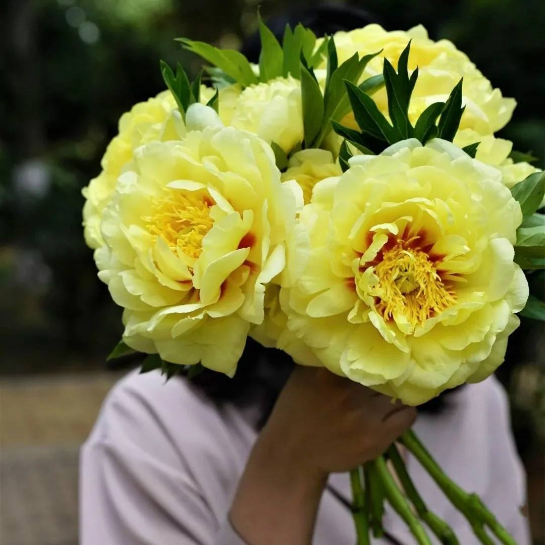 人间四月天,芍药铺庭前】10枝a级"芍药中的混血儿-伊藤·巴茨拉(顺丰