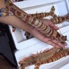 深海船冻斑节虾350克 商品缩略图1