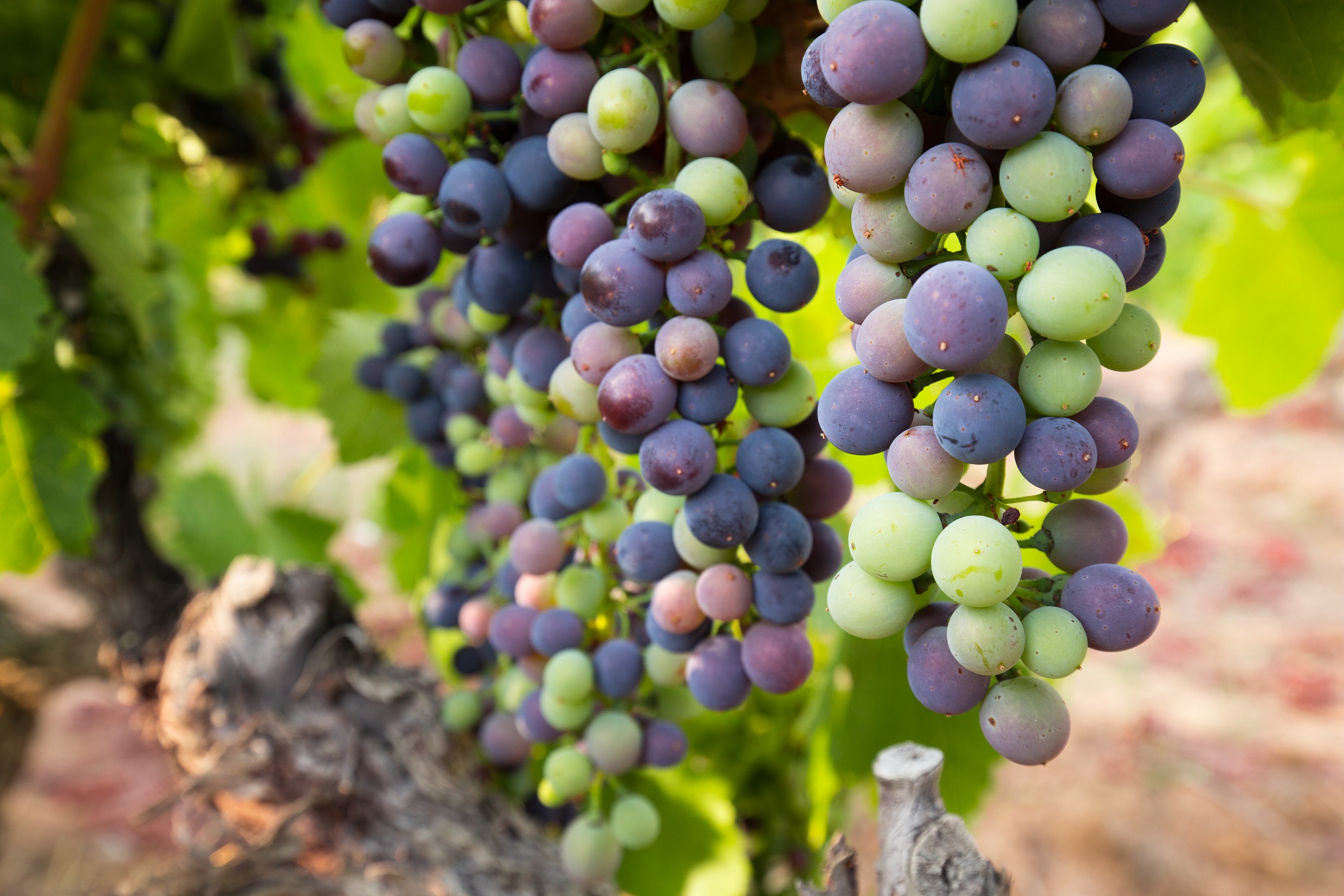 何为“绿色采收”？